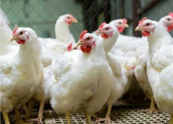 أسعار الدواجن والبيض في الأسواق اليوم السبت