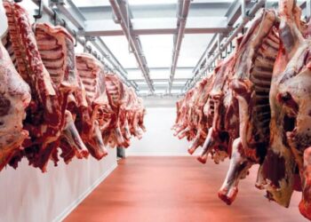 أسعار اللحوم الحمراء اليوم الخميس