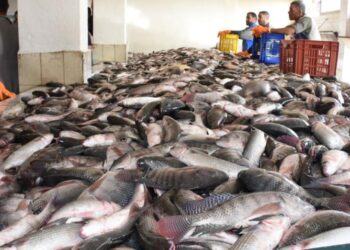 أسعار الأسماك في سوق العبور اليوم الأربعاء