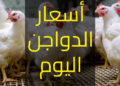 بورصة الدواجن اليوم.. أسعار الفراخ البيضاء فى الأسواق