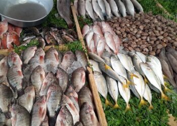 أسعار الأسماك في سوق العبور اليوم الخميس