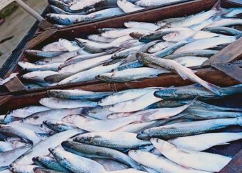 أسعار الأسماك في سوق العبور اليوم الأحد