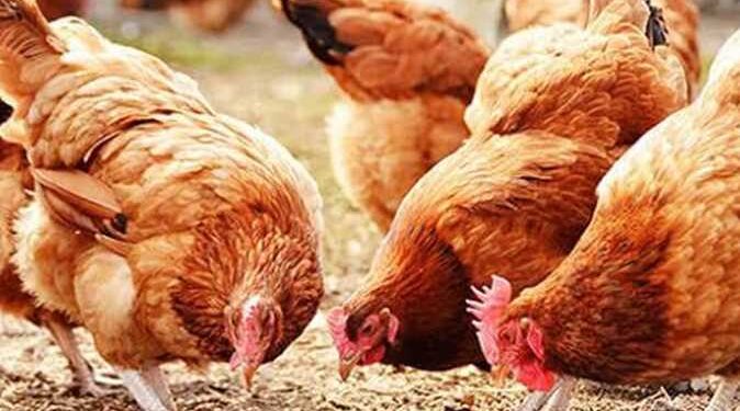 أسعار الدواجن والبيض في الأسواق اليوم الأربعاء