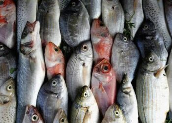 أسعار الأسماك في سوق العبور اليوم الثلاثاء