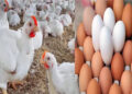 أسعار الدواجن والبيض في الأسواق اليوم السبت