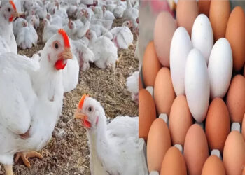 أسعار الدواجن والبيض في الأسواق اليوم السبت