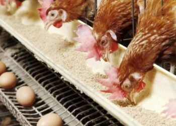 أسعار الدواجن والبيض في الأسواق اليوم الأحد