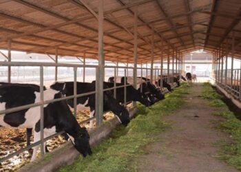 الزراعة تصدر 1109 ترخيصاً لقطاع الثروة الحيوانية والداجنة والعلفية في ديسمبر