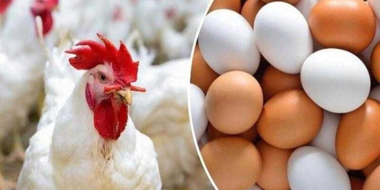 أسعار الدواجن والبيض في الأسواق اليوم الإثنين