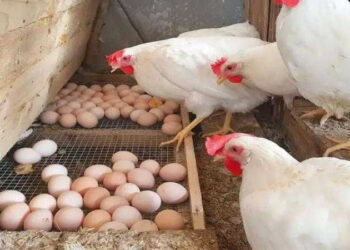 أسعار الدواجن والبيض في الأسواق اليوم السبت