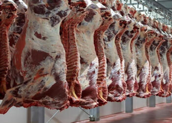 أسعار اللحوم الحمراء اليوم الأحد