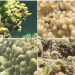 شراكة بين سامسونج وSeatrees لتعزيز جهود الاستدامة في المحيطات