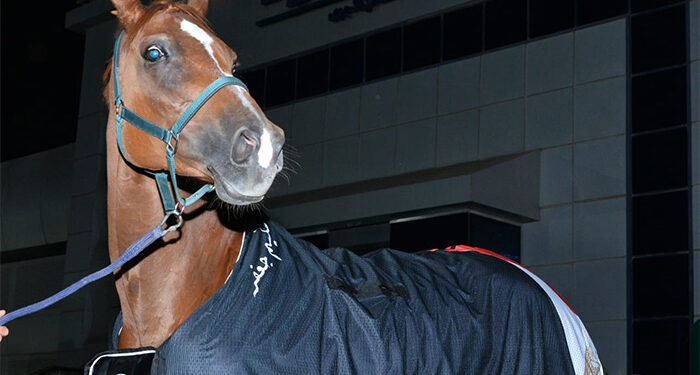 مصر للطيران الناقل الرسمي للبعثة المصرية المشاركة في بطولة قطر الدولية للفروسية 2025