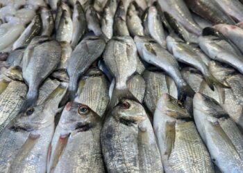 أسعار الأسماك في سوق العبور اليوم الخميس