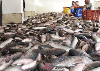 أسعار الأسماك في سوق العبور اليوم الأربعاء