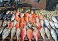 أسعار الأسماك في سوق العبور اليوم السبت