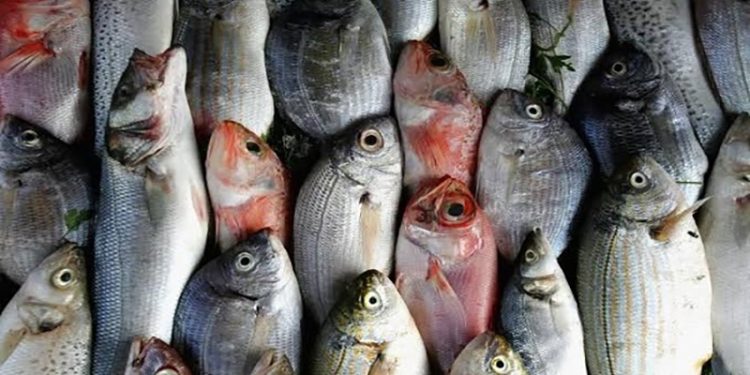 أسعار الأسماك في سوق العبور اليوم الثلاثاء