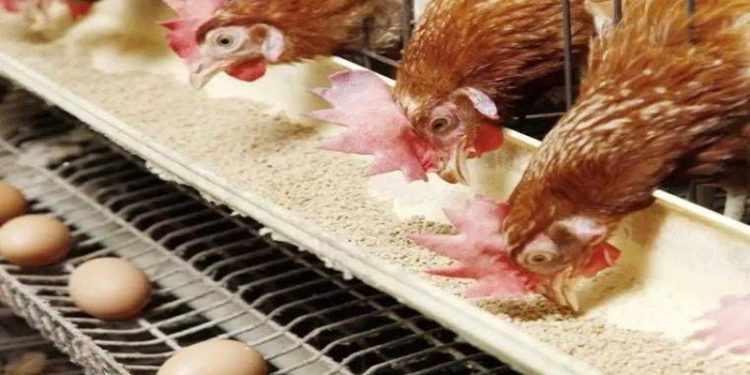 أسعار الدواجن والبيض في الأسواق اليوم الأحد