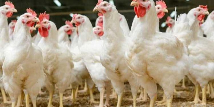 أسعار الدواجن والبيض في الأسواق اليوم الخميس