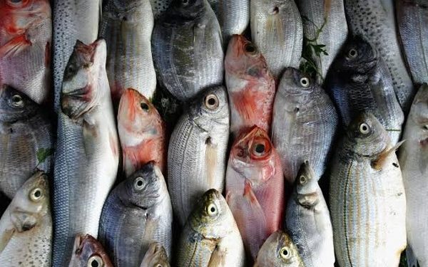 أسعار الأسماك في سوق العبور اليوم الجمعة