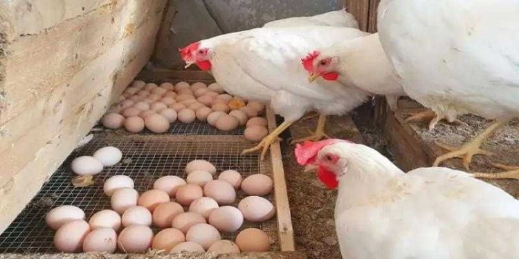 أسعار الدواجن والبيض في الأسواق اليوم السبت