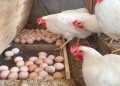 أسعار الدواجن والبيض في الأسواق اليوم السبت