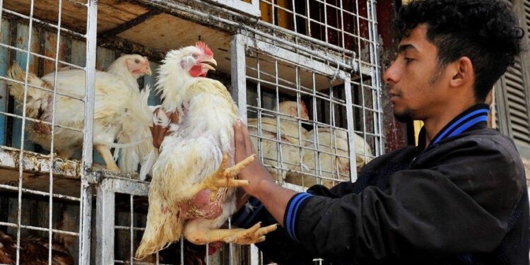 أسعار الدواجن والبيض في الأسواق اليوم الخميس