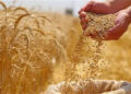 “التموين”: سعر مغرٍ لتوريد القمح المحلي أعلى من العالمي