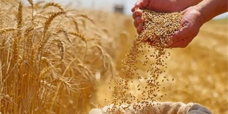 “التموين”: سعر مغرٍ لتوريد القمح المحلي أعلى من العالمي