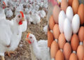 أسعار الدواجن والبيض في الأسواق اليوم السبت