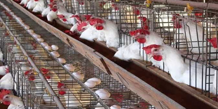 أسعار الدواجن والبيض في الأسواق اليوم الثلاثاء