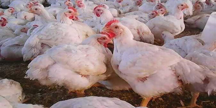 أسعار الدواجن والبيض في الأسواق اليوم الأربعاء