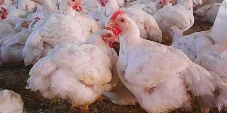 أسعار الدواجن والبيض في الأسواق اليوم الإثنين