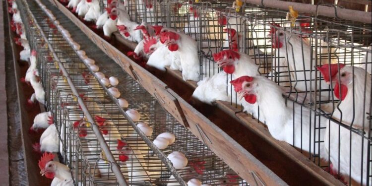 أسعار الدواجن والبيض في الأسواق اليوم الإثنين