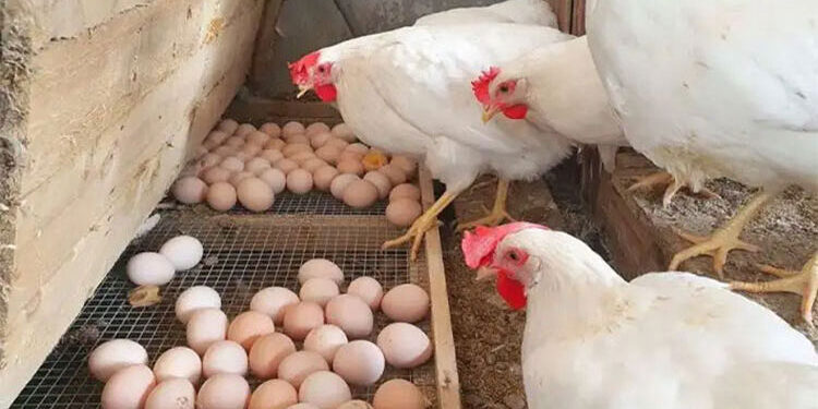 أسعار الدواجن والبيض في الأسواق اليوم الجمعة