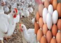 أسعار الدواجن والبيض في الأسواق اليوم السبت