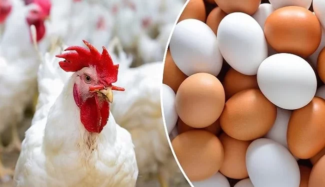 أسعار الدواجن والبيض في الأسواق اليوم الخميس