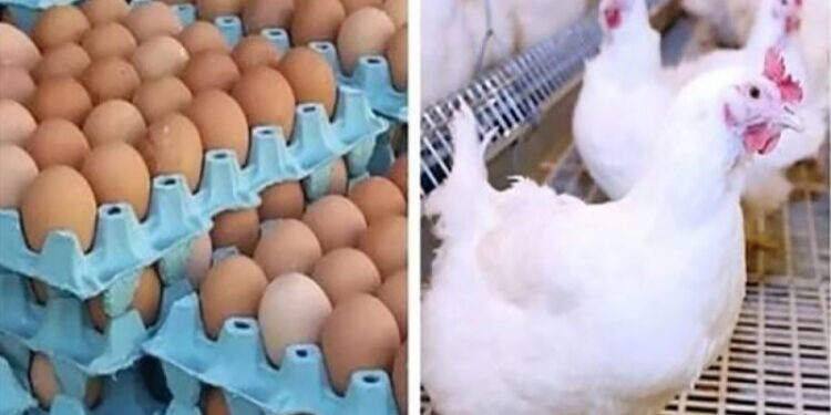 أسعار الدواجن والبيض في الأسواق اليوم الخميس