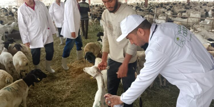 وزير الزراعة يتابع أعمال البعثة البيطرية المصرية للإشراف على الهدي والأضاحي بالمملكة العربية السعودية