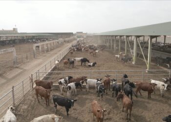 إطلاق برنامج بنك الطعام لتوفير لحوم الأضاحي للأسر الأكثر احتياجًا