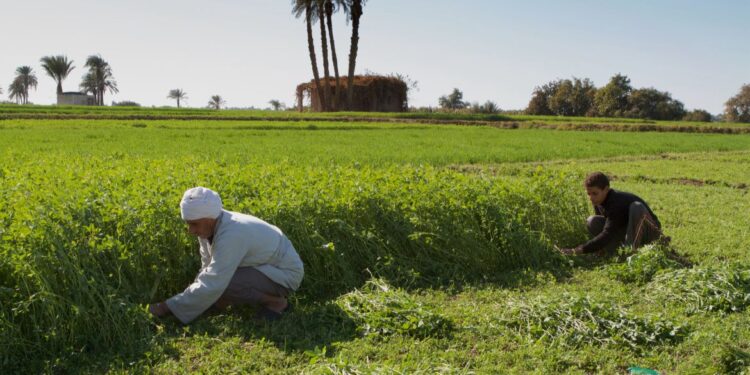 غرينبيس الشرق الأوسط وشمال أفريقيا توصي بتعزيز الاستثمارات الخضراء العادلة والشاملة في مصر في ظل توجهها نحو مزيد من الطاقة المتجددة