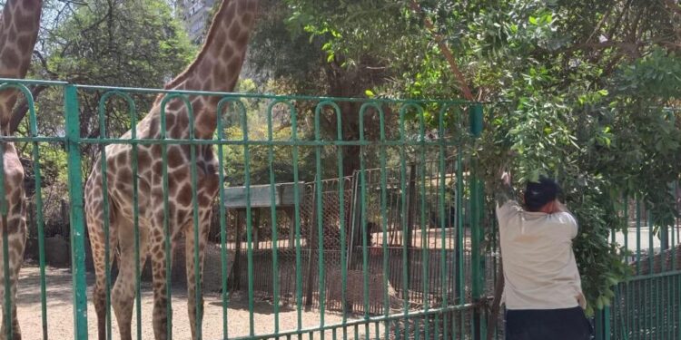 خبرات دولية ومحلية لرعاية الحيوانات بحديقة الحيوان