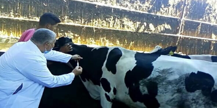“الزراعة” تطلق أعمال الحملة القومية لتحصين الماشية ضد مرضي الحمى القلاعية والوادي المتصدع على مستوى الجمهورية