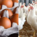 أسعار الدواجن والبيض في مصر اليوم الاربعاء