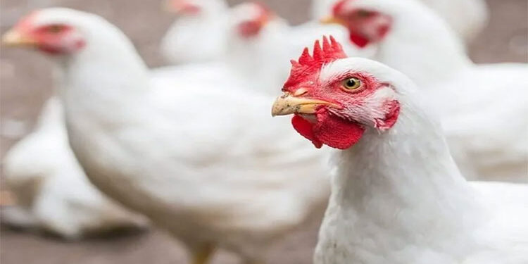 أسعار الدواجن والبيض في مصر اليوم الخميس