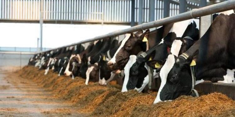 “الزراعة” تصدر 677 ترخيص تشغيل جديد لأنشطة ومشروعات الإنتاج الحيواني والداجني