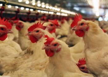 أسعار الدواجن والبيض في مصر اليوم الإثنين