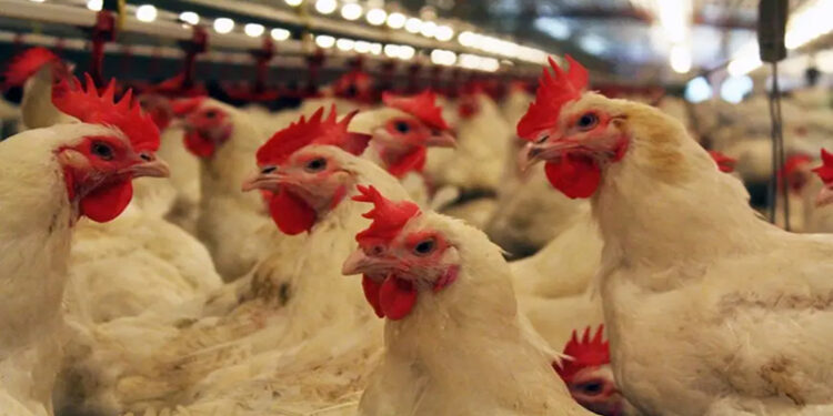 أسعار الدواجن والبيض في مصر اليوم الإثنين