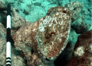 الكشف عن شواهد أثرية تؤكد وجود ميناء قديم مغمور بالمياه في منطقة معبد تابوزيريس ماجنا بالإسكندرية