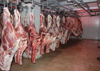 أسعار اللحوم في مصر اليوم الأحد